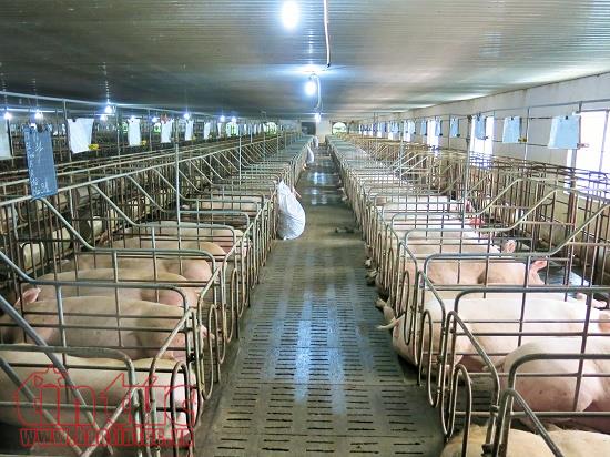 Giá lợn hơi tại các tỉnh phía Nam đang tăng mạnh ảnh 1